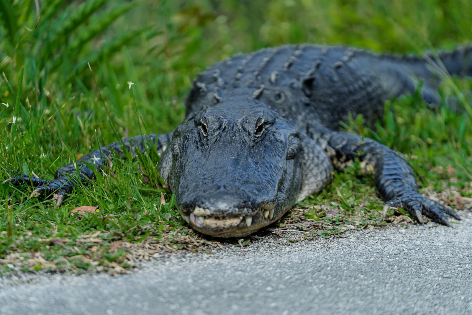 Alimentación Natural Para Reptiles