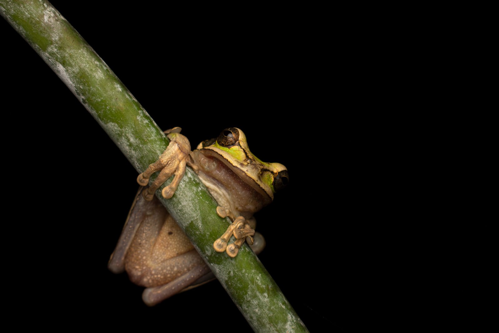 Anfibios En Peligro