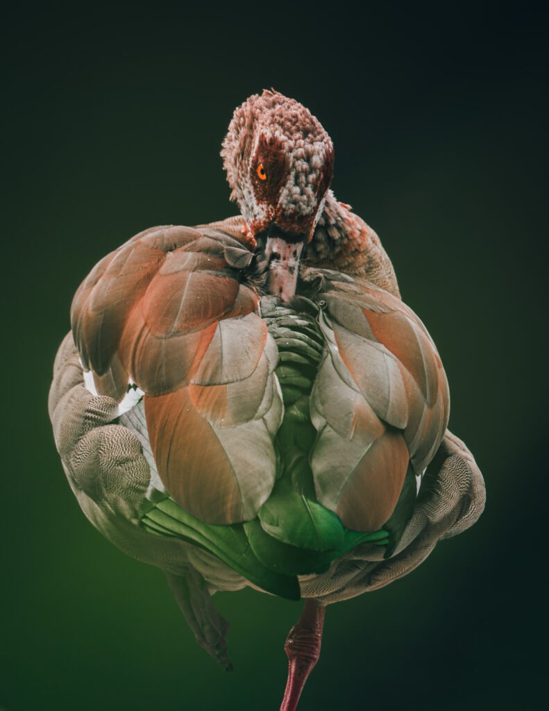 Biología De Anfibios