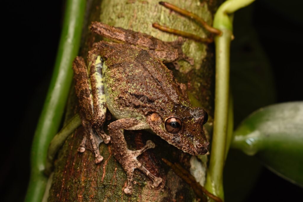 Biología De Anfibios