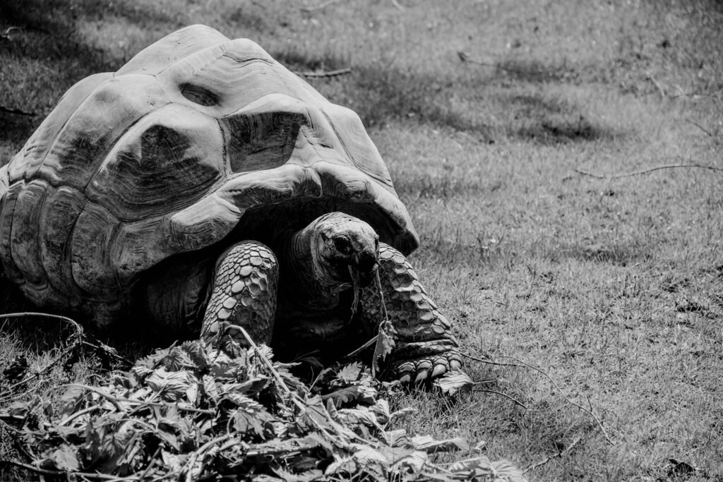 Calcio Para Reptiles