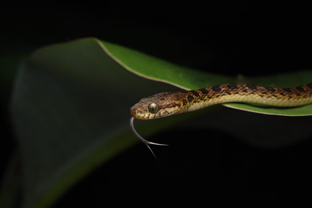 Cocodrilos De Agua Dulce