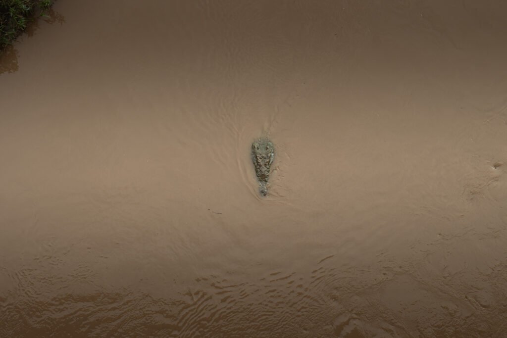 Cocodrilos En América Del Sur