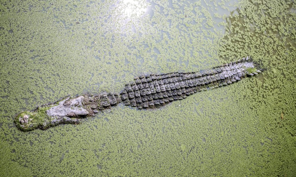 Cocodrilos En Australia
