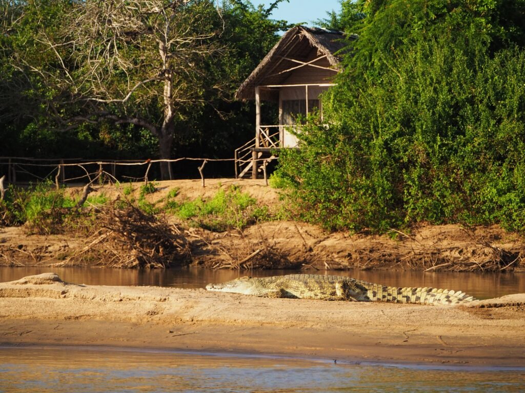 Cocodrilos En El Pantanal