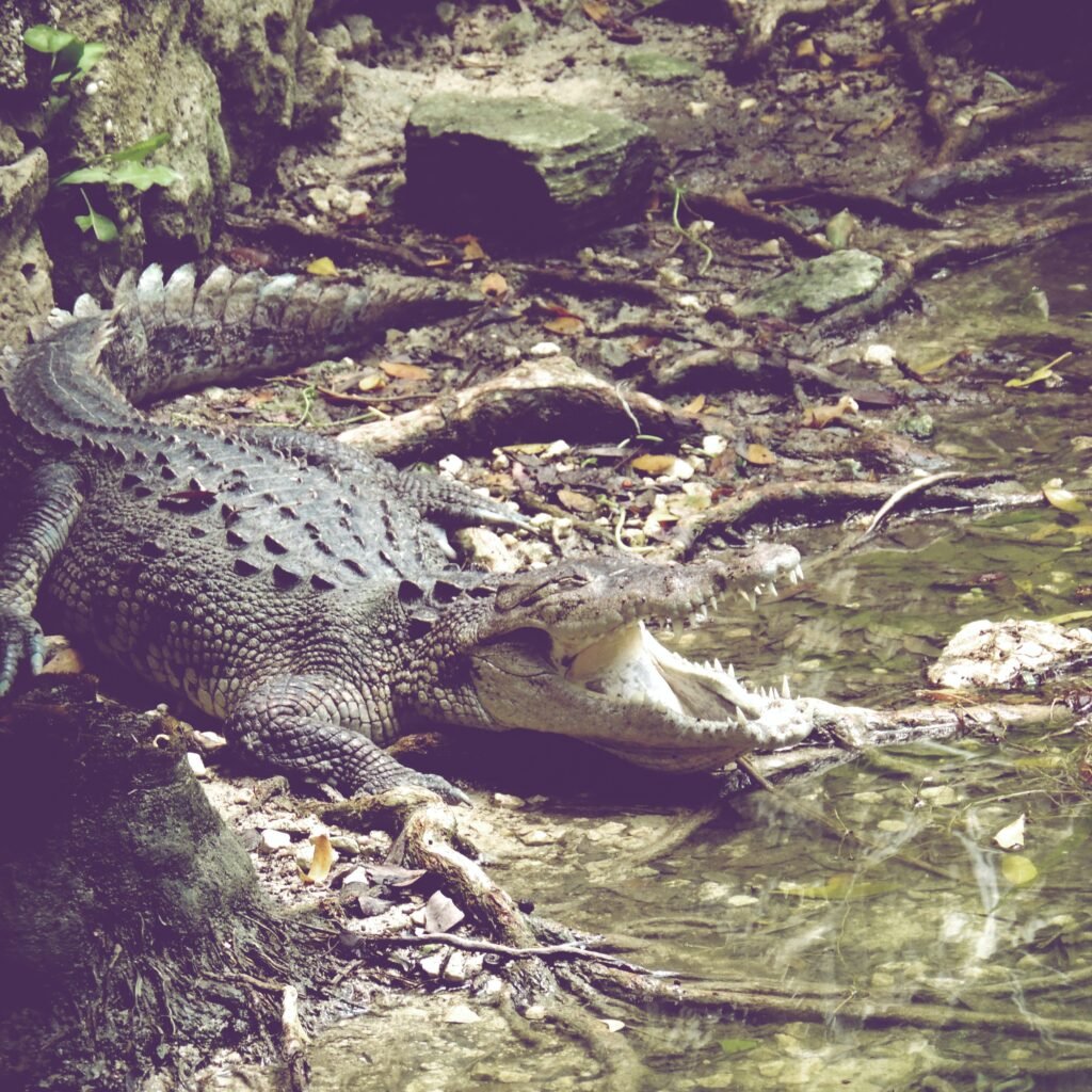 Cocodrilos En El Pantanal