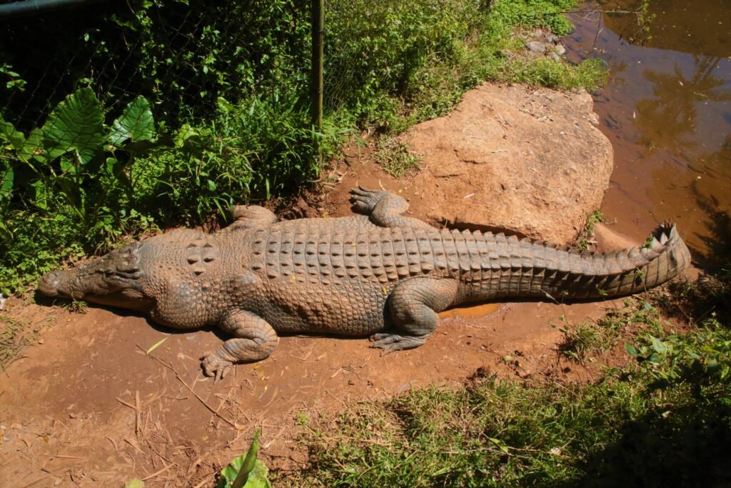 Cocodrilos En La Mitología