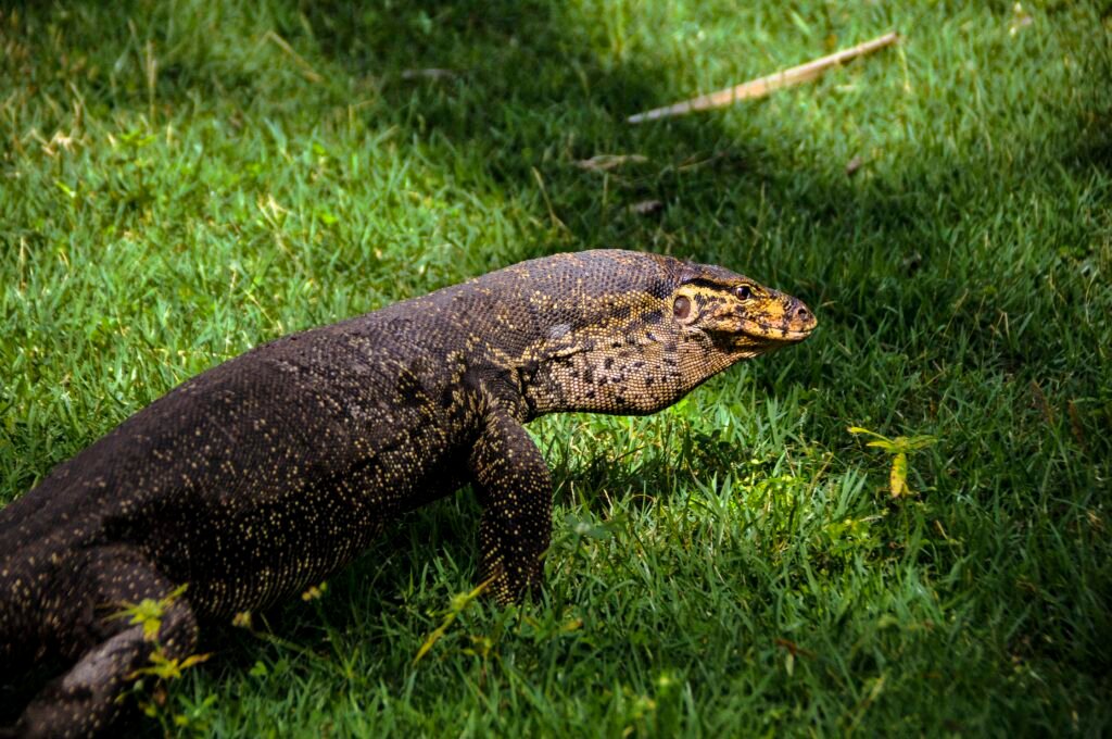 Cocodrilos Gigantes