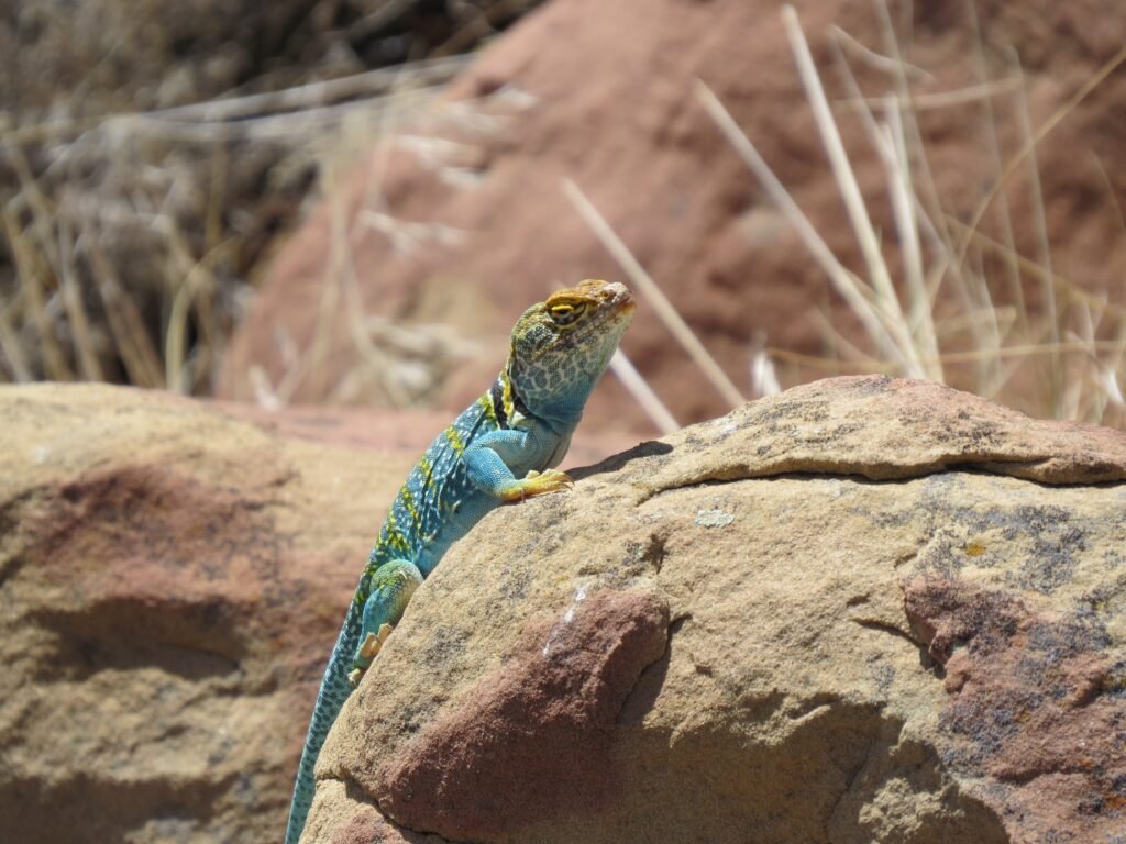 Criaderos De Reptiles