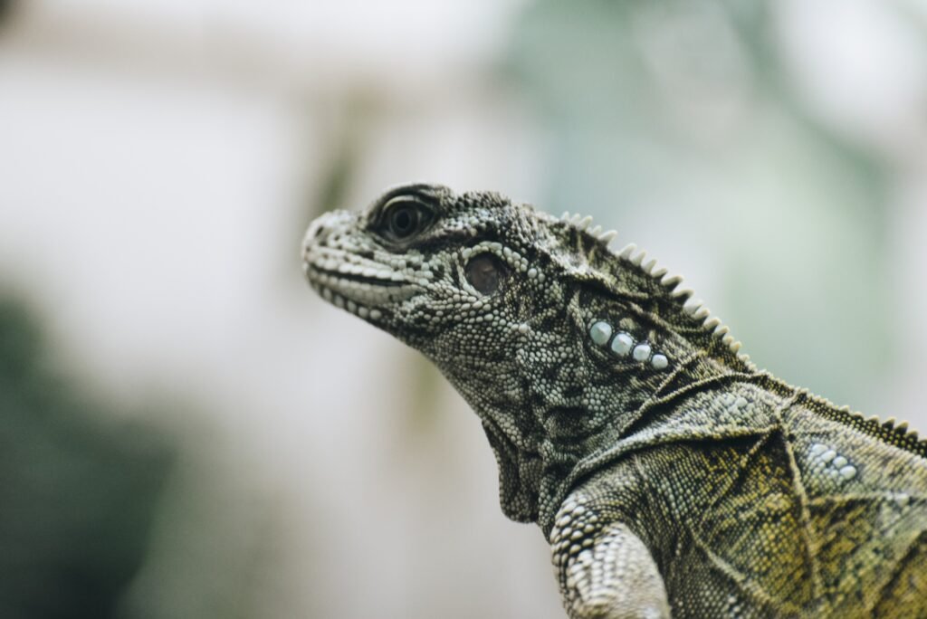 Dieta Para Reptiles