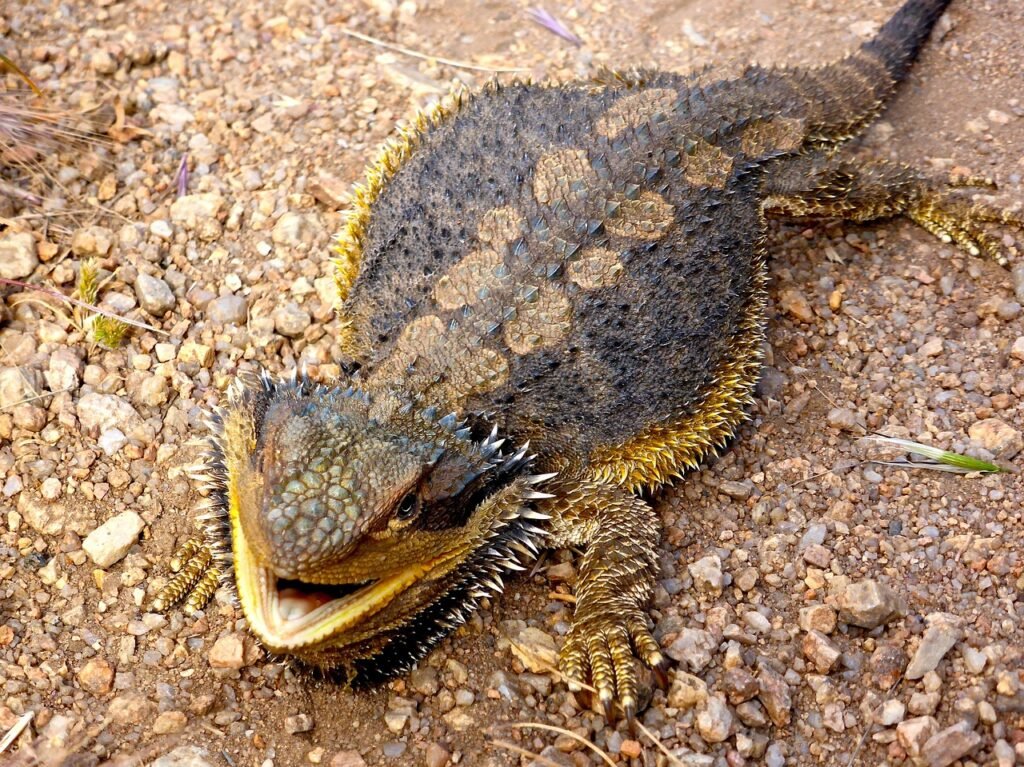 Dragón Barbudo En La Conservación