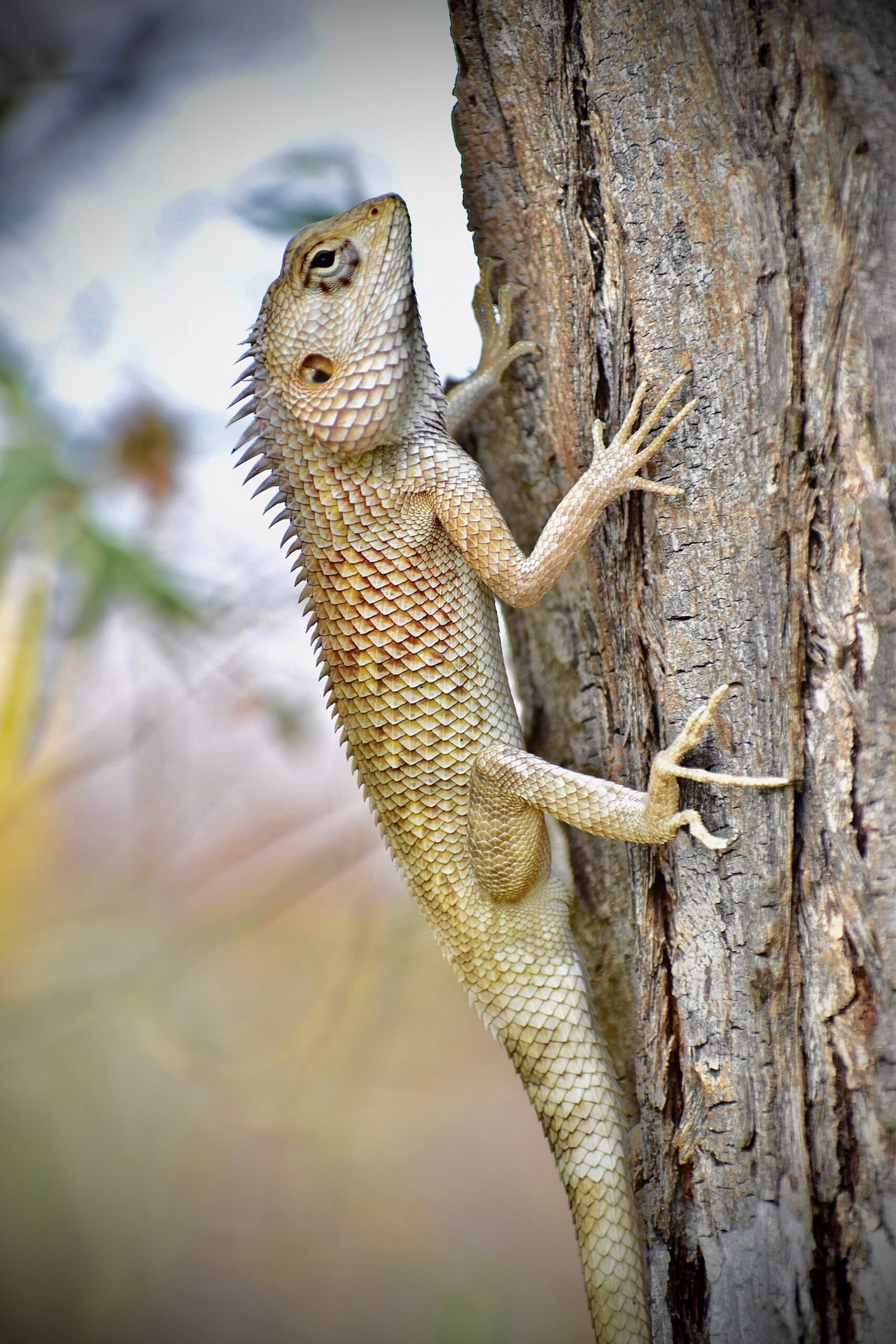 Estudio De Reptiles