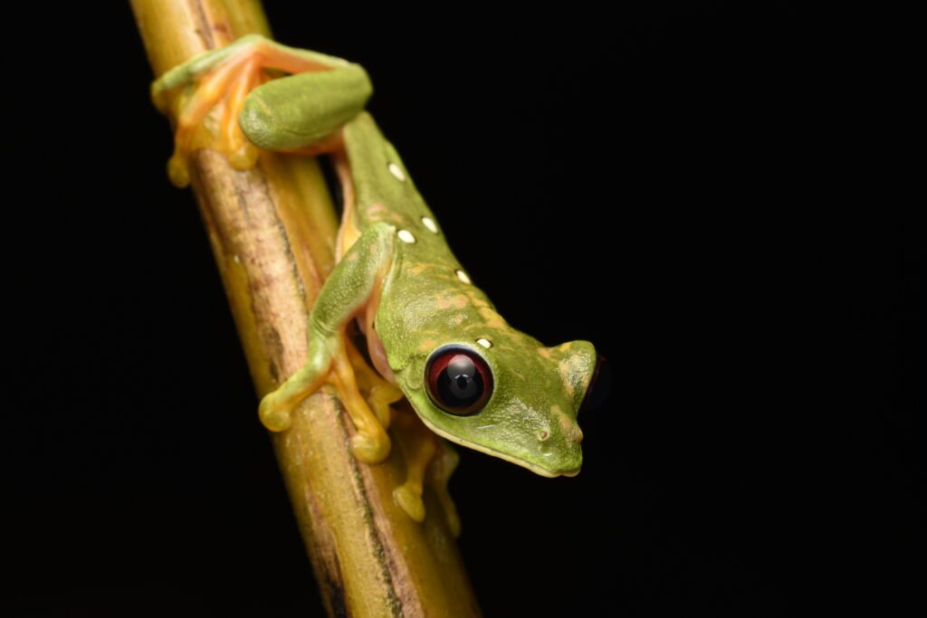 Hábitat De Reptiles Nocturnos