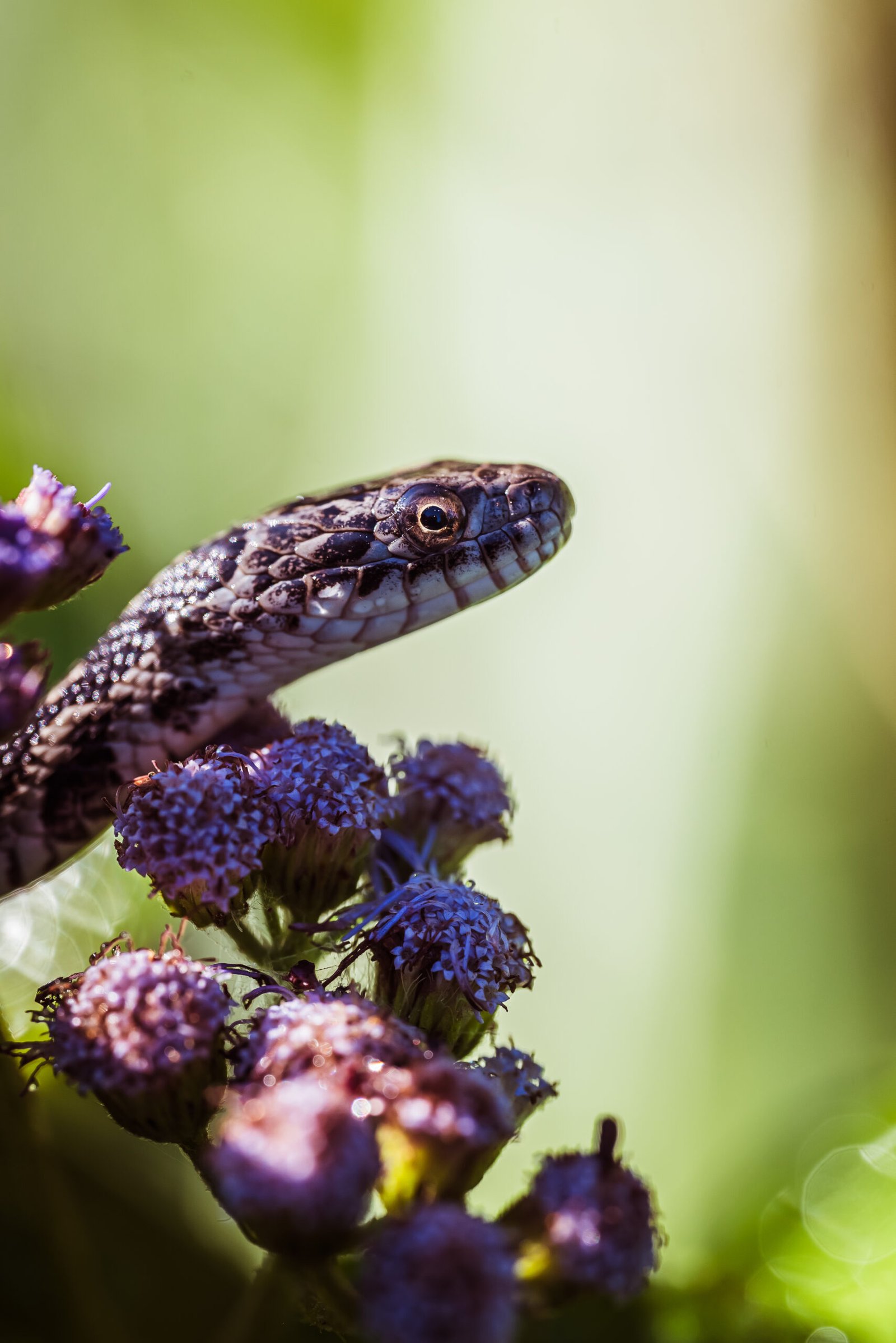 Insectos Para Reptiles