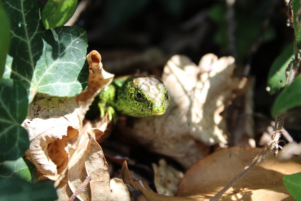 Nutrición Para Iguanas