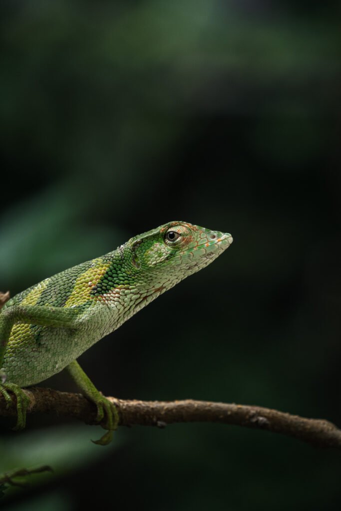 Nutrición Para Iguanas