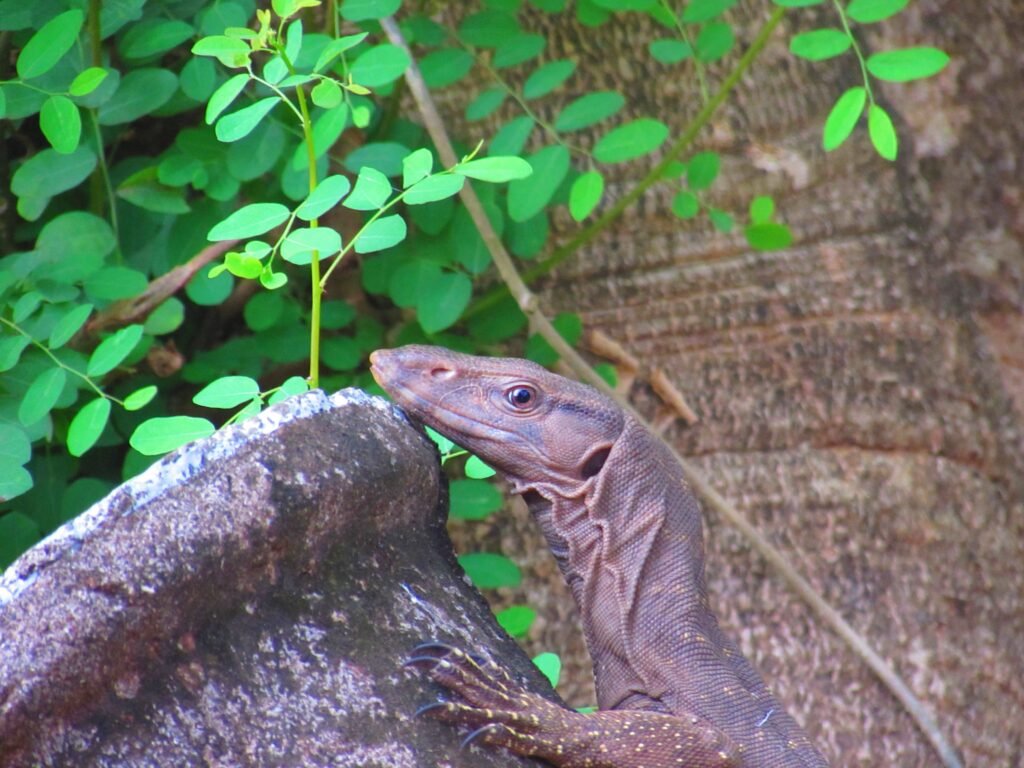 Proteínas Para Reptiles