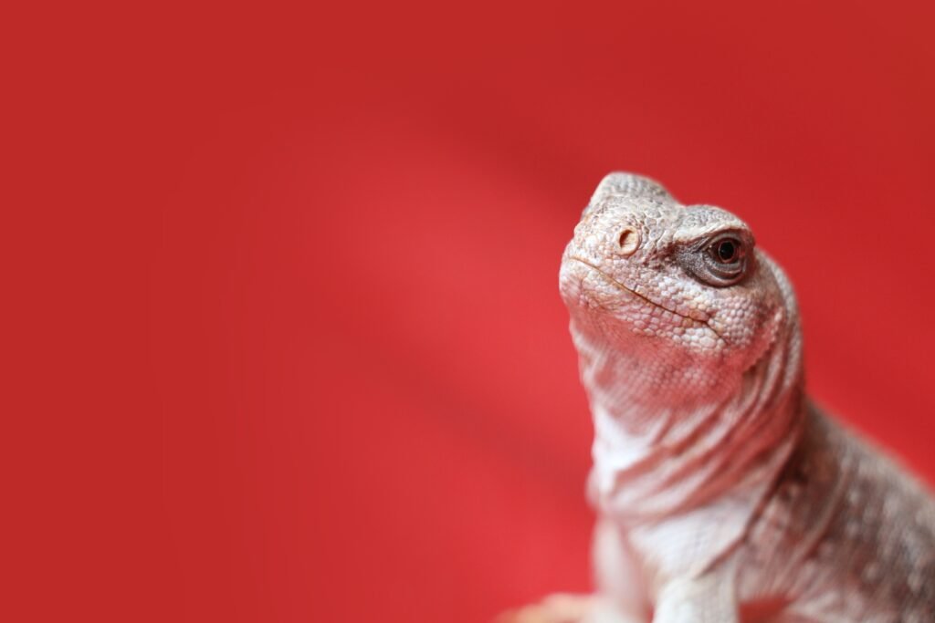 Proteínas Para Reptiles