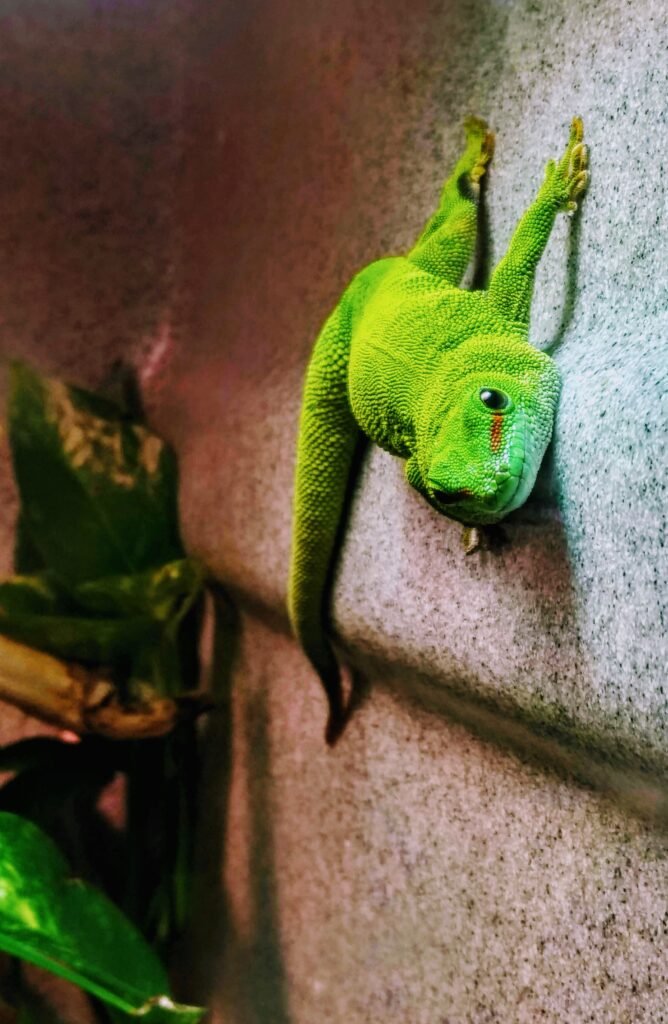 Proteínas Para Reptiles