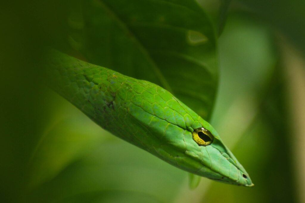 Reptiles Omnívoros