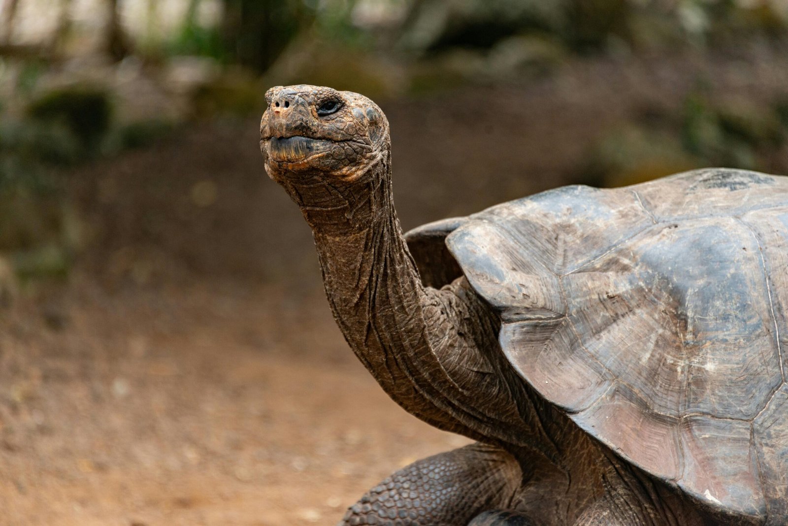 Selva Hábitat Reptiles