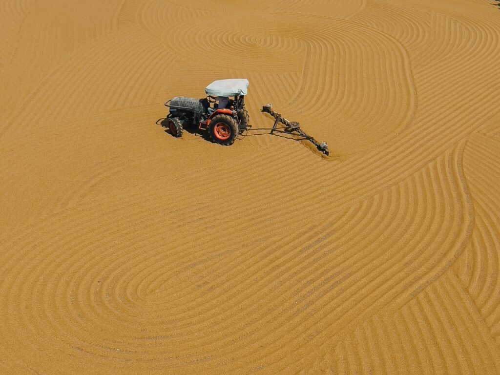 Serpiente De Maíz En Otoño