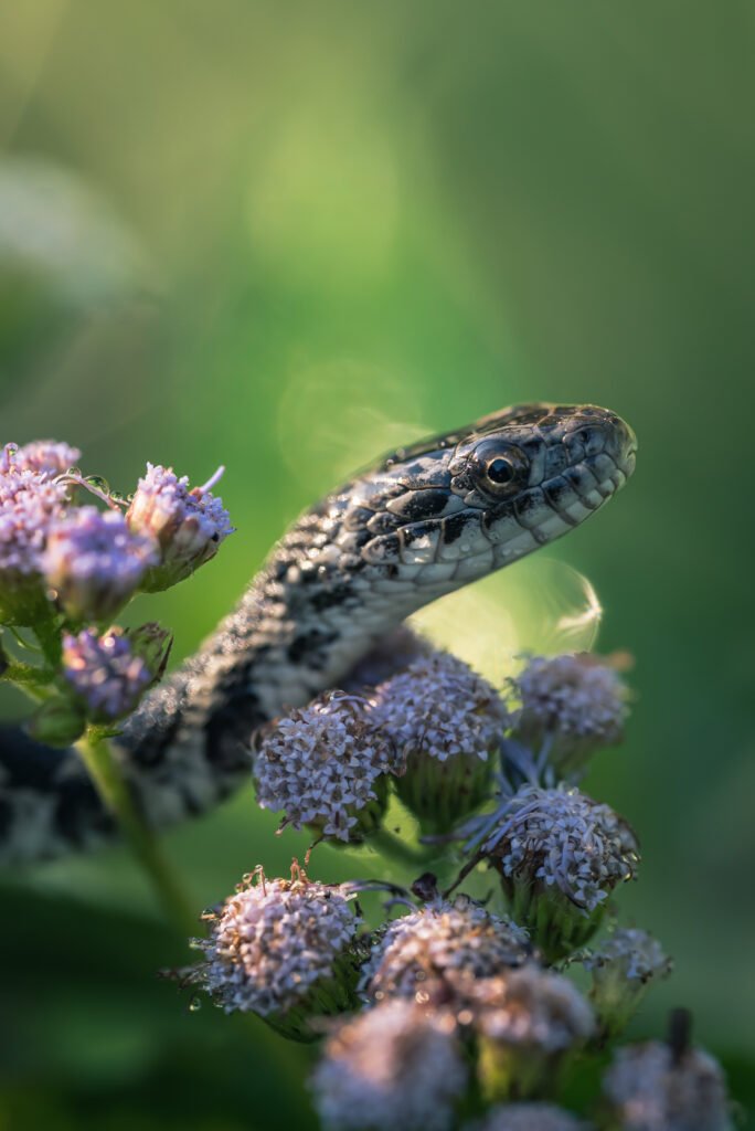 Serpiente De Maíz Enfermedades