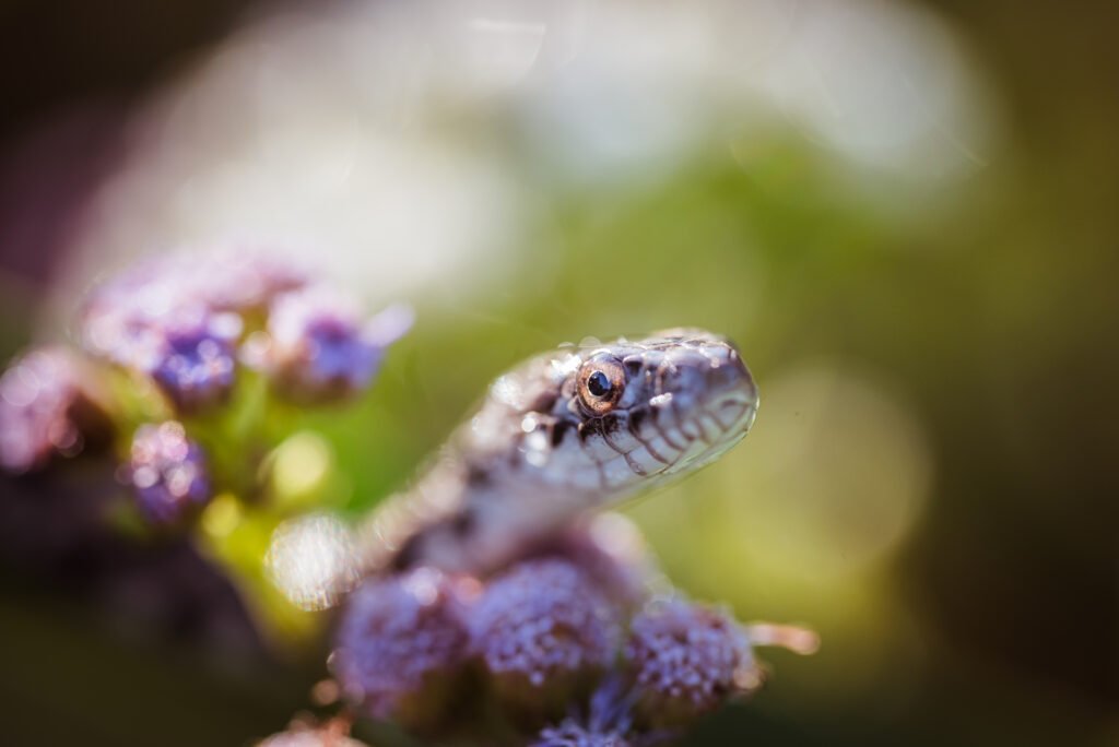 Serpiente De Maíz Enfermedades