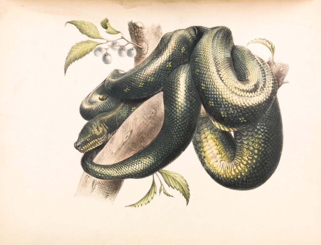 Serpiente De Maíz	Morfología