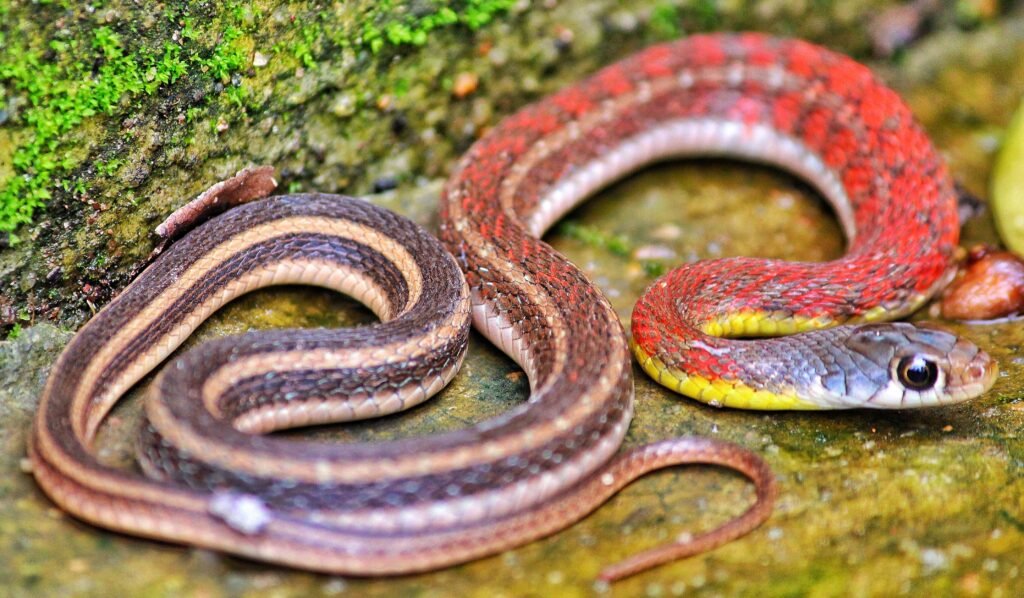 Serpiente De Maíz	Morfología