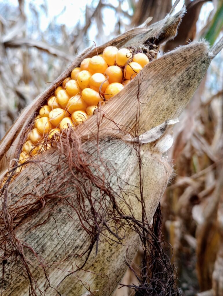 Serpientes De Maíz En La Naturaleza