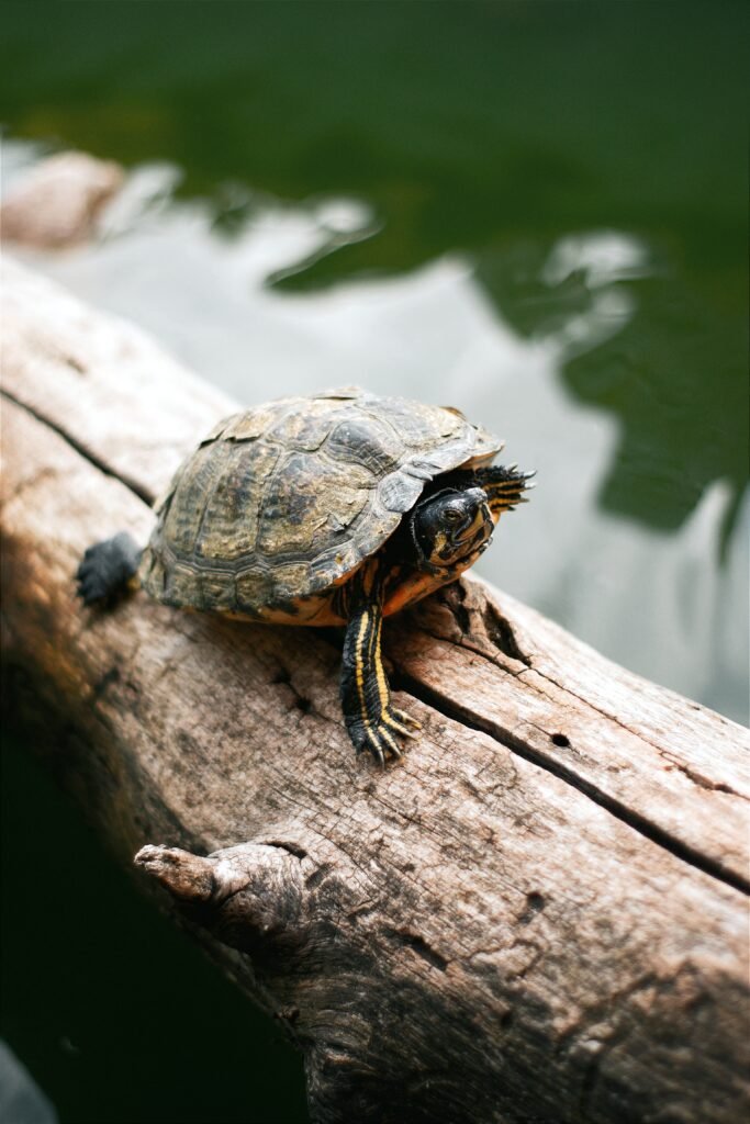 Tortugas Acuáticas
