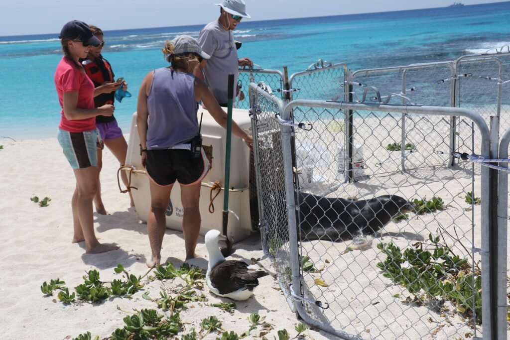 Tortugas Y Plástico En El Océano