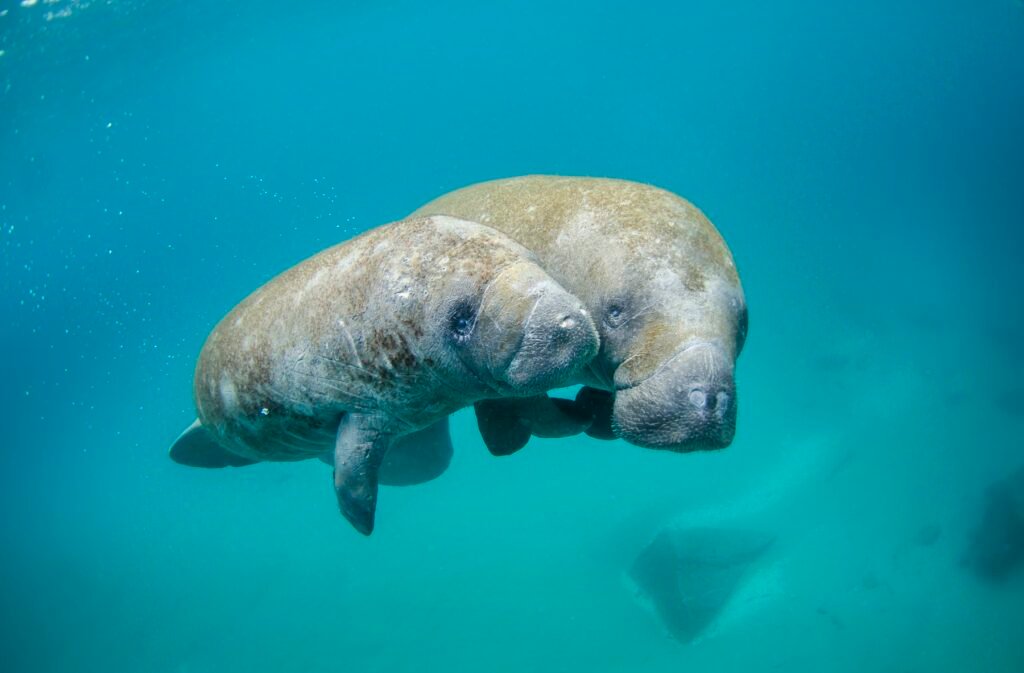 Tortugas Y Plástico En El Océano