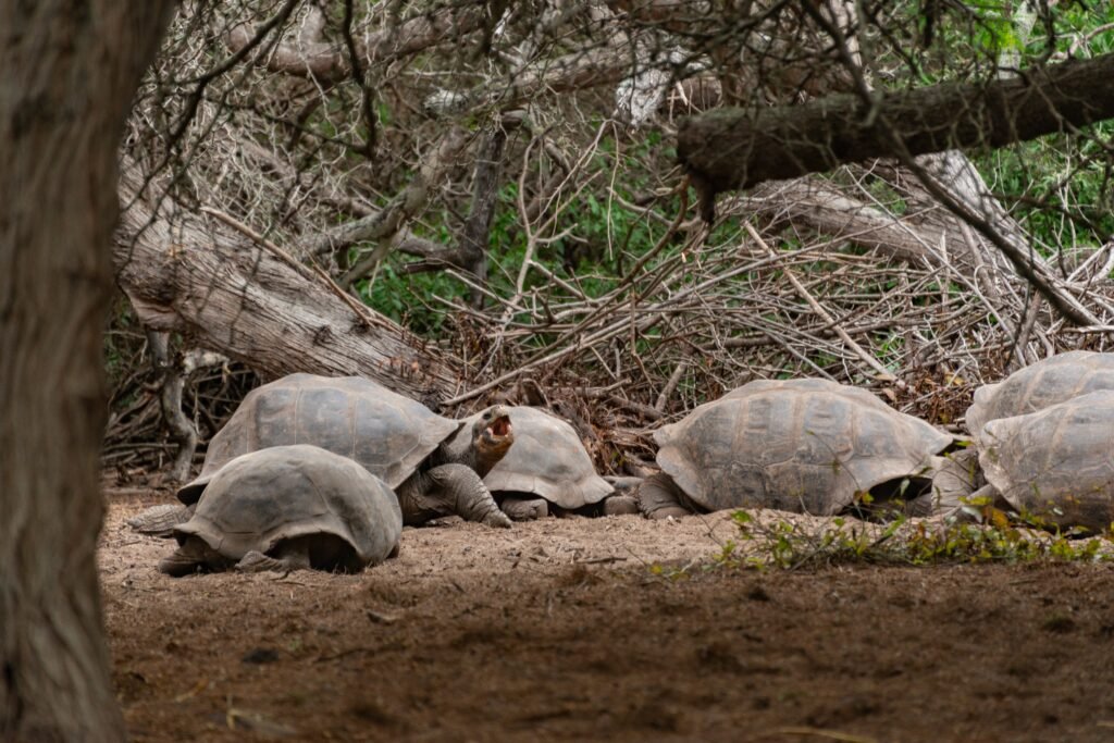 Vitaminas Para Reptiles