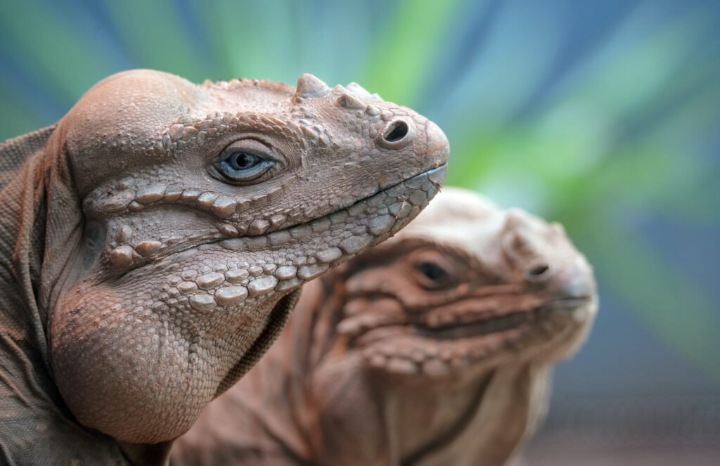 Zona De Transición Hábitat Reptiles