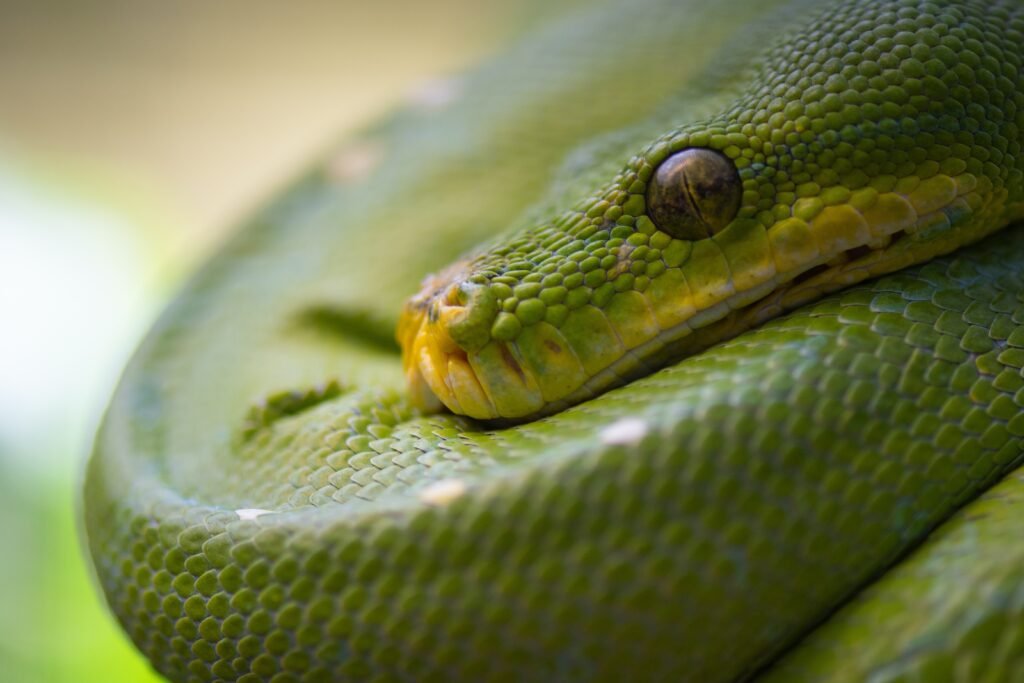 Zona De Transición Hábitat Reptiles