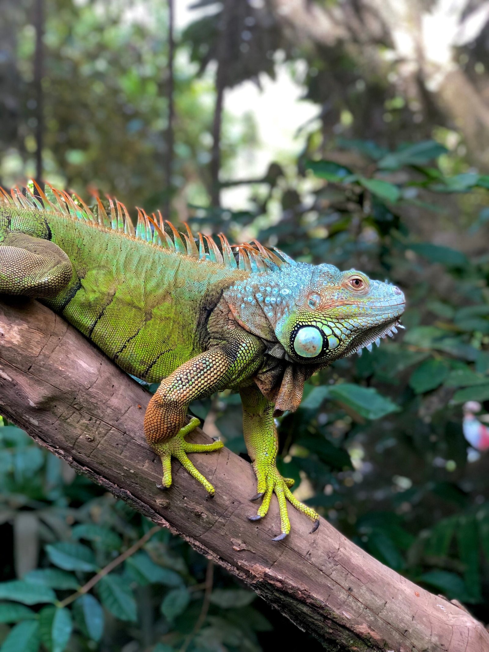 Zona De Transición Hábitat Reptiles